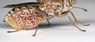 Tsetse fly