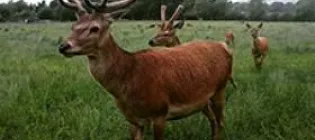 Photograph of deer