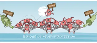 Bridge of Neuroprotection animation