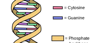 DNA Visual Representation of Double-Helix