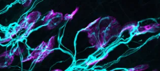 Science Signalling Journal Cover April 2025