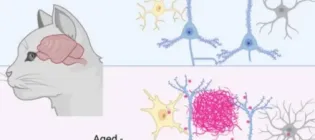 Graphic of cat head showing brain and the difference between brain cells in a young cat vs and older cat with cognitive dysfunction syndrome