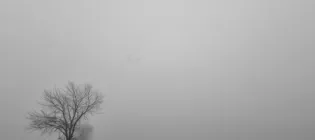 foggy black and white tree with farm track bleak