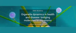 EMBO workshop poster thumbnail