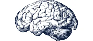 Generic Brain navy on white background