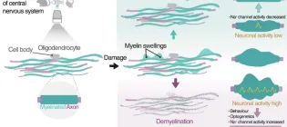 Schematic from research paper