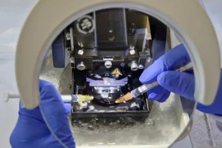 Human brain under microscope