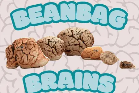 Animal and human brains made of beanbags to show size differences