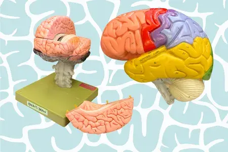 Two brain models