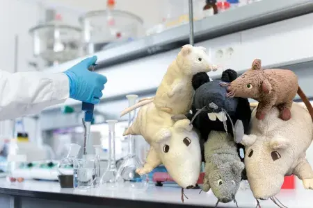 Plush toy mice and rats with lab bench background