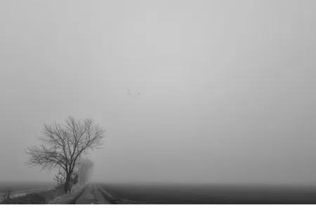 foggy black and white tree with farm track bleak