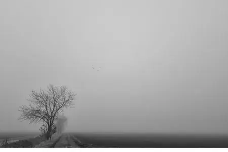 foggy black and white tree with farm track bleak