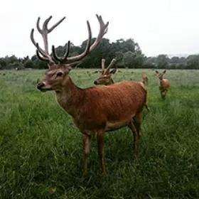 Deer photograph