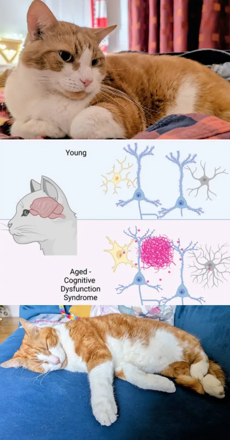 Cats and dementia