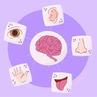 diagram of brain and the senses