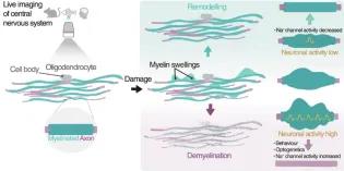 Schematic from research paper