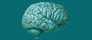 brain image teal colour on block teal background. Used when image is not available