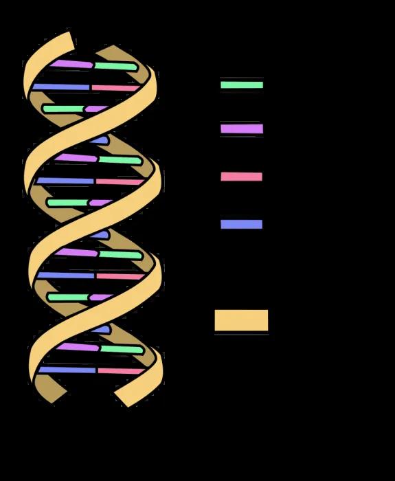 DNA Visual Representation of Double-Helix